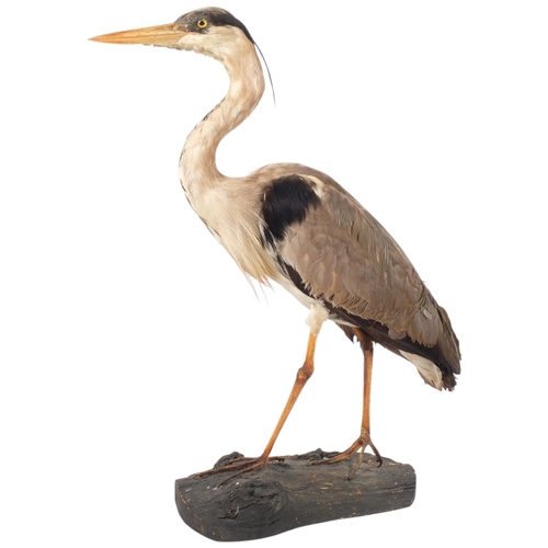 145 - Taxidermy - A Taxidermy study of a Grey  Heron ( Ardea Cinerea) on naturalistic stand, H 74cm