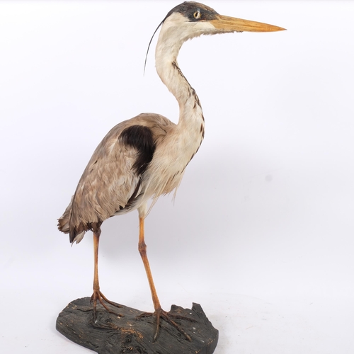 145 - Taxidermy - A Taxidermy study of a Grey  Heron ( Ardea Cinerea) on naturalistic stand, H 74cm