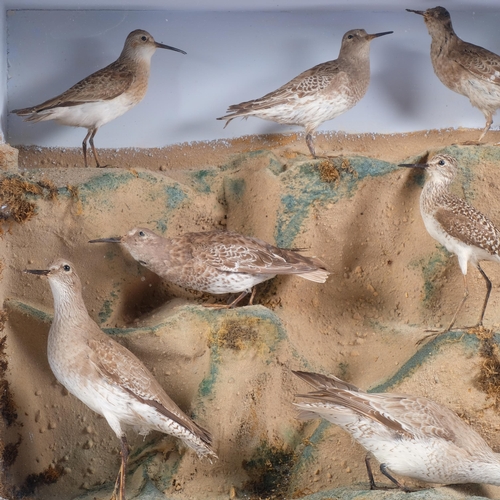 51 - TAXIDERMY - a display of shorebirds in naturalistic sand setting, mounted in glazed display case, ov... 