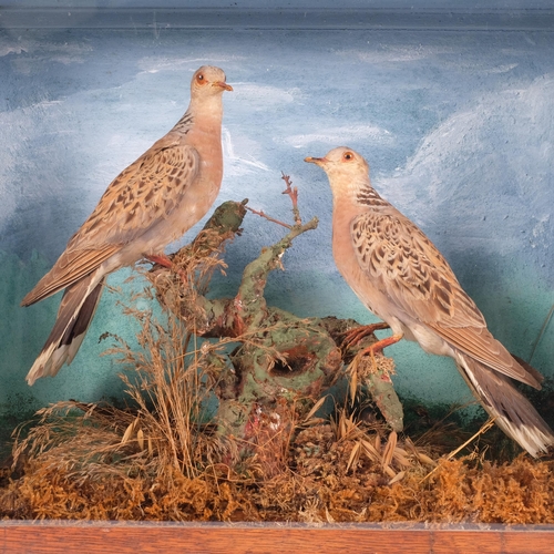 52 - TAXIDERMY - a pair of turtle doves, mounted in glazed display case, case dimensions 49 wide x 41 hig... 
