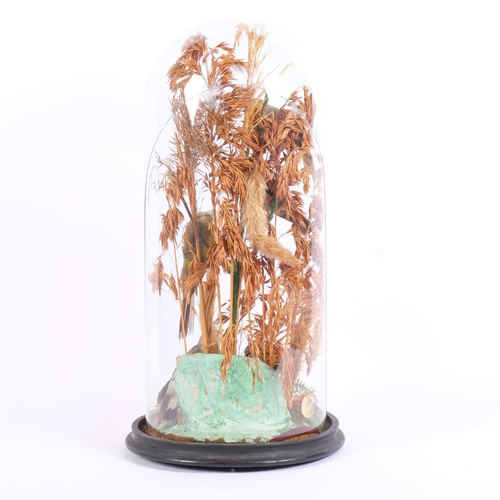 53 - TAXIDERMY - a display of garden birds in naturalistic setting, under glass dome, H46cm, dome cracked