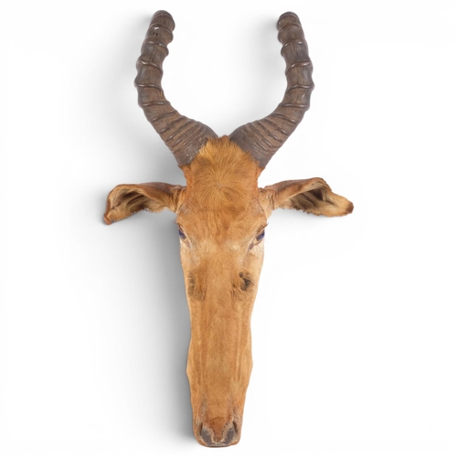 Lot 56        