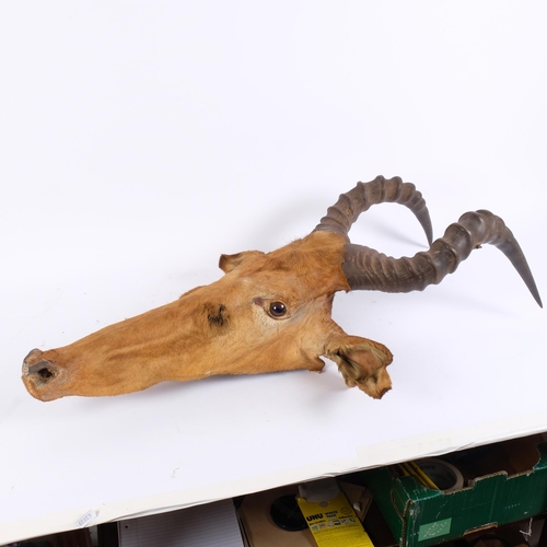 56 - TAXIDERMY - a Cape Red Hartebeest (Alcelaphus Caama), adult head mount with horns, overall H80cm