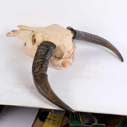 91 - TAXIDERMY - buffalo skull with horns, horns W56cm