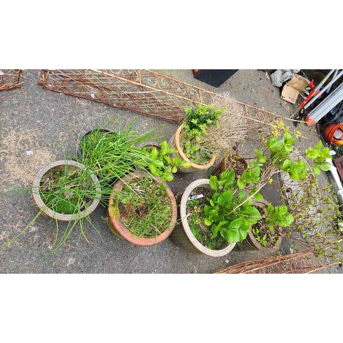 32 - Eight assorted garden pots containing various shrubs including two Azaleas and a Hydrangea, etc.