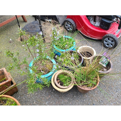 38 - Eight assorted garden pots, one containing a rosemary plant, another potted with chives. etc.