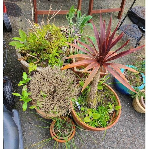 40 - Six assorted garden pots containing various plants including a cabbage palm and chives - sold with t... 