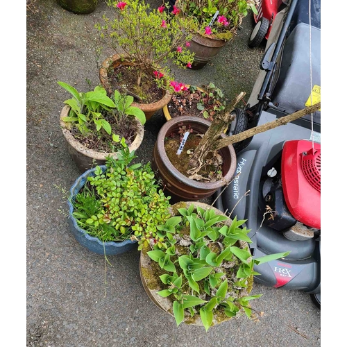 45 - Six assorted garden pots planted with various shrubs