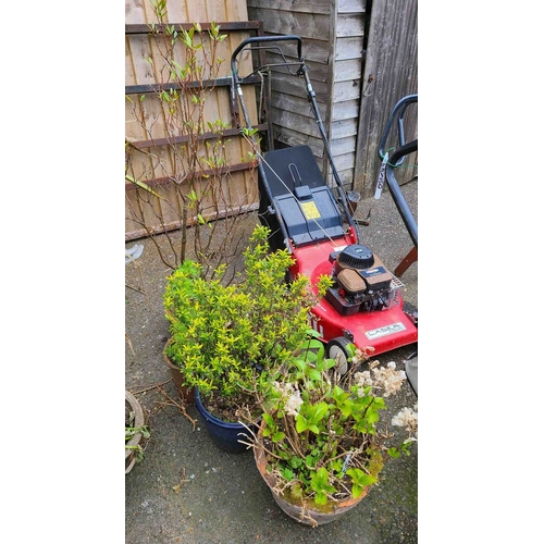 46 - Six assorted garden pots planted with various shrubs