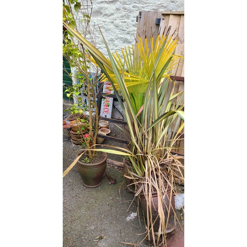 47 - Three large conical shaped garden pots, containing a New Zealand Flax, a Windmill Palm and a Camelia