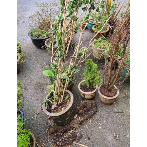 48 - Four assorted garden pots including one potted with a Hydrangea, Dwarf Alberta Spruce, etc.