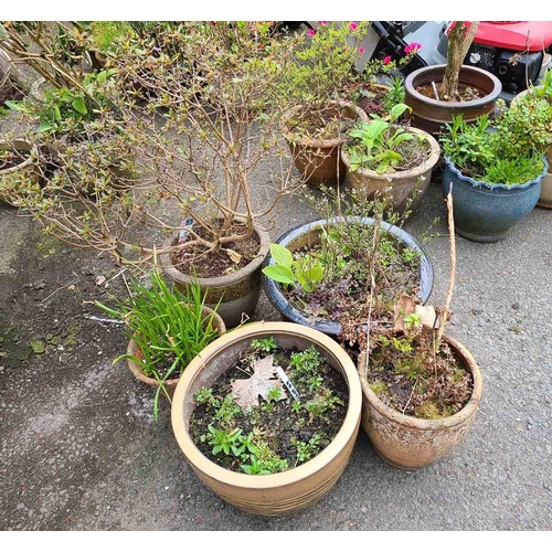 49 - Five assorted garden pots