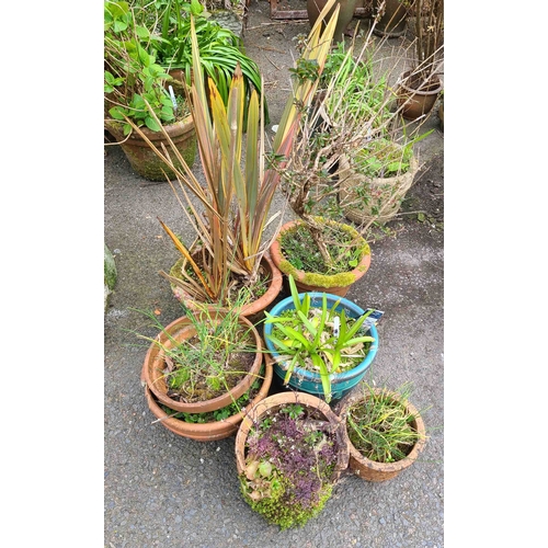 50 - Seven assorted garden pots including a blue glazed pot containing an Agapanthus plant and another po... 
