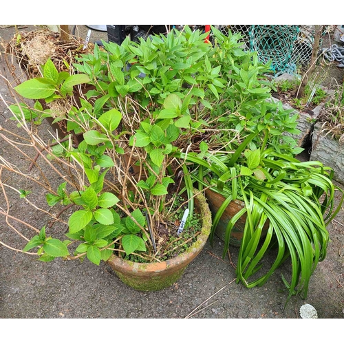 57 - Three large garden pots including one containing a Lily plant and another a Hydrangea