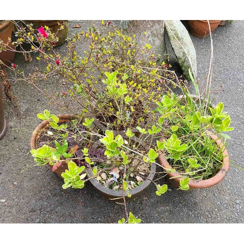 59 - Five assorted garden pots including two potted with evergreen shrubs