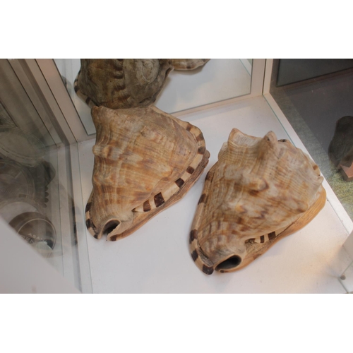 156 - Pair of Conch Shells