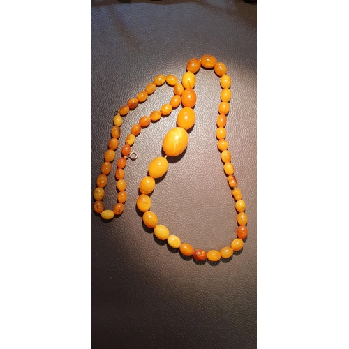 224 - 2 Amber Graduated Necklaces, 40cm and 30cm, 64g total weight