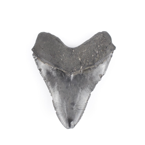 305 - Early Pliocene Period, 5.3-2.8 million years BP. A fossil Carcharocles megalodon shark tooth with go... 