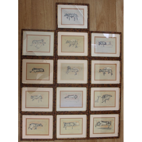 551 - Cecil Aldin Collection of 13 Cracker and Micky Dog Illustrations. These framed dog prints are from t... 