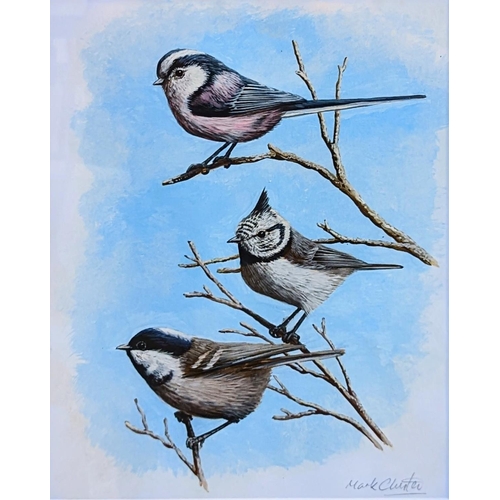 141 - Mark Chester b.1960 Wildlife artist. 'Coal, Crested and Longtailed Tits' Watercolour signed in Penci... 