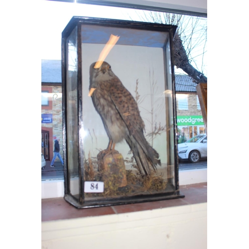 84 - Taxidermy of a Kestrel on naturalistic mount. 39cm in Height