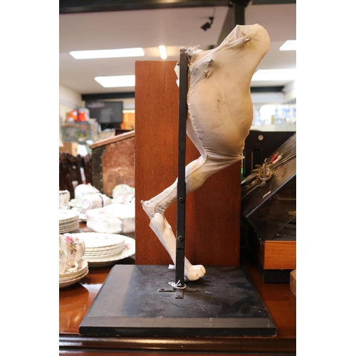 192 - Anatomical Dogs Leg on metal stand