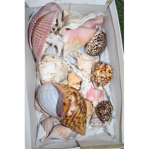 102 - 2 Boxes of interesting South Sea and other Shells