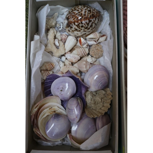 102 - 2 Boxes of interesting South Sea and other Shells