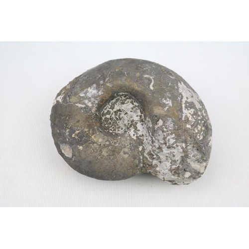 6 - Large Ammonite Fossil with Pyrite deposits 15cm in Diameter