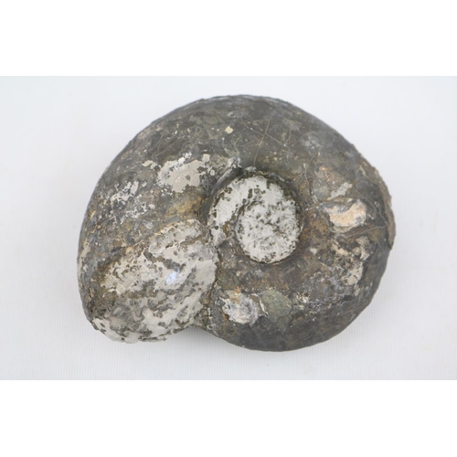 6 - Large Ammonite Fossil with Pyrite deposits 15cm in Diameter