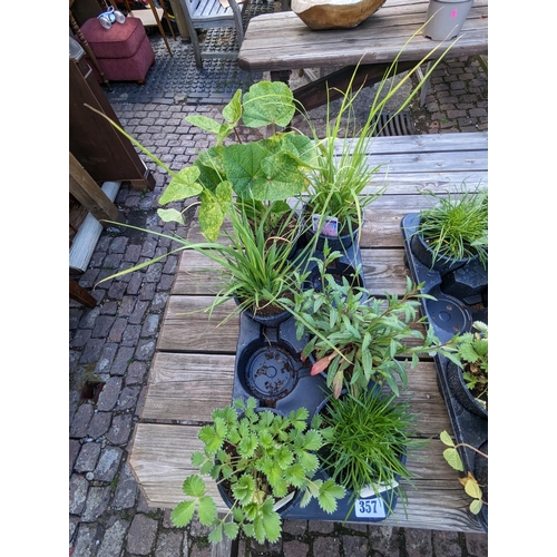 357 - Tray of 6 Perennial Plants