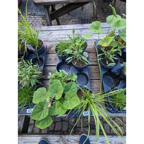 358 - Tray of 6 Perennial Plants