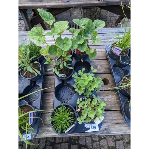 359 - Tray of 6 Perennial Plants