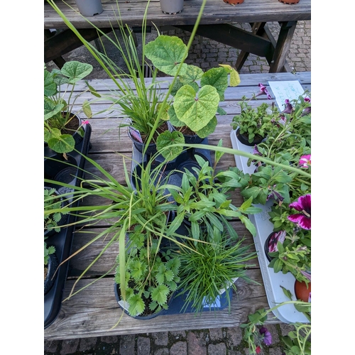 360 - Tray of 6 Perennial Plants