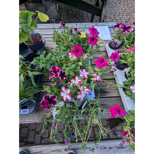 361 - Tray of Petunia Plants