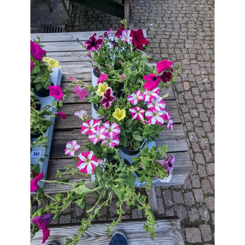 362 - Tray of Petunia Plants