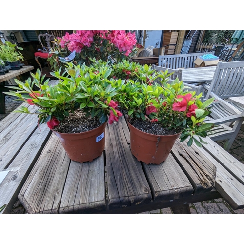 363 - 2 Azalea Shrubs