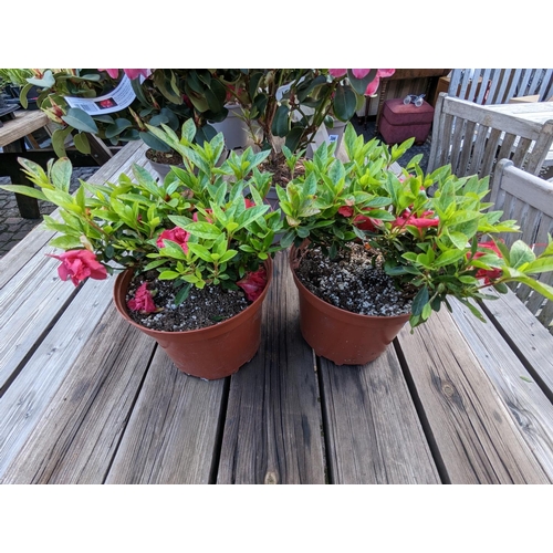 364 - 2 Azalea Shrubs