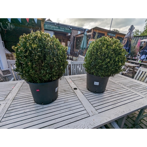 367 - Pair of Round Buxus Balls