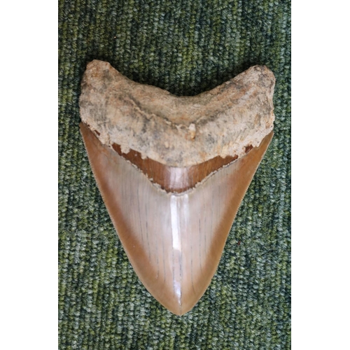 39 - Megalodon (Otodus megalodon) tooth fossil, excavated in Indonesia (L12cm)