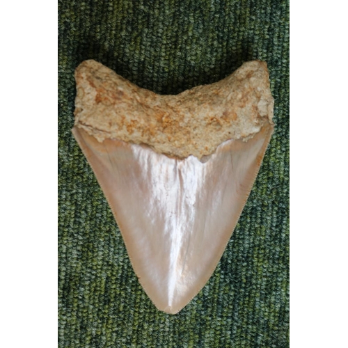 39 - Megalodon (Otodus megalodon) tooth fossil, excavated in Indonesia (L12cm)