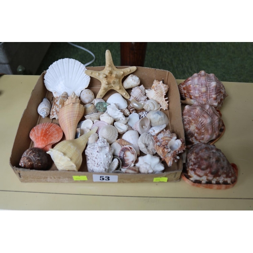 53 - Large collection of various sea shells including bull mouth conch, star fish etc.