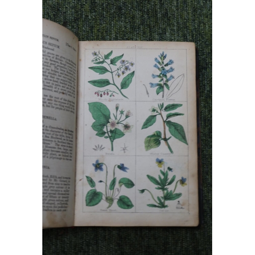 76 - New Cyclopaedia of Botany And Complete Book of Herbs Forming a History and Description of All Plants... 