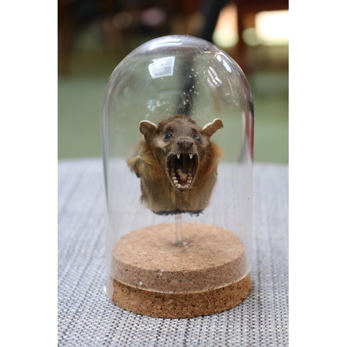 93 - Taxidermy Short Nosed Bats head under glass dome