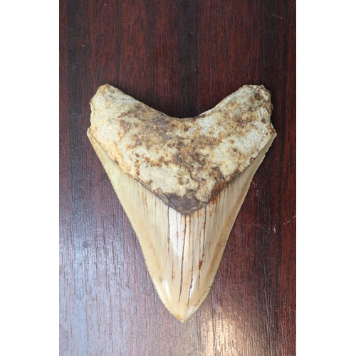 263 - Megalodon (Otodus megalodon) tooth fossil, 10.5cm in Length