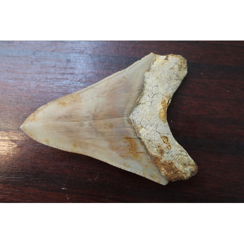 263 - Megalodon (Otodus megalodon) tooth fossil, 10.5cm in Length