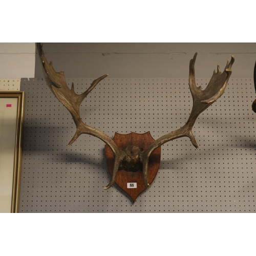 88 - Pair of Fallow Deer Antlers mounted on Oak Shield