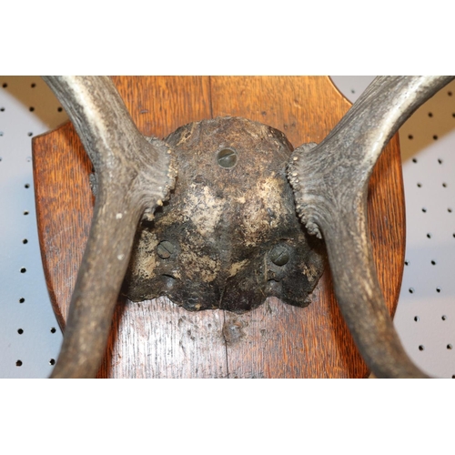 88 - Pair of Fallow Deer Antlers mounted on Oak Shield