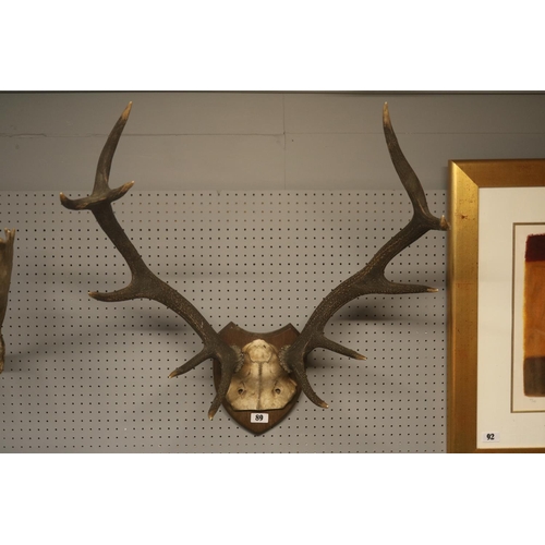 89 - Pair of Deer Antlers mounted on Oak Shield