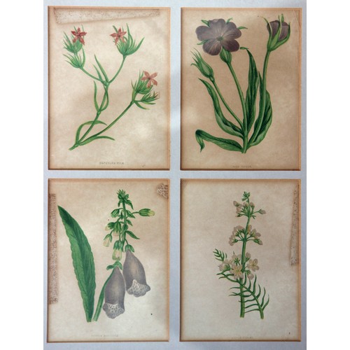 386 - Twenty Framed Chromolithographs (colour lithographs) of wild flowers by Anne Pratt from her book 